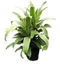 Santa Rosa 